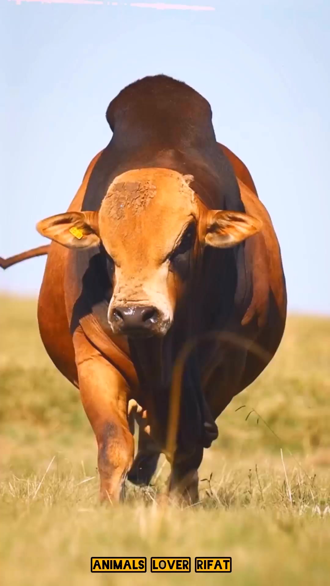 @Animals Lover Rifat
