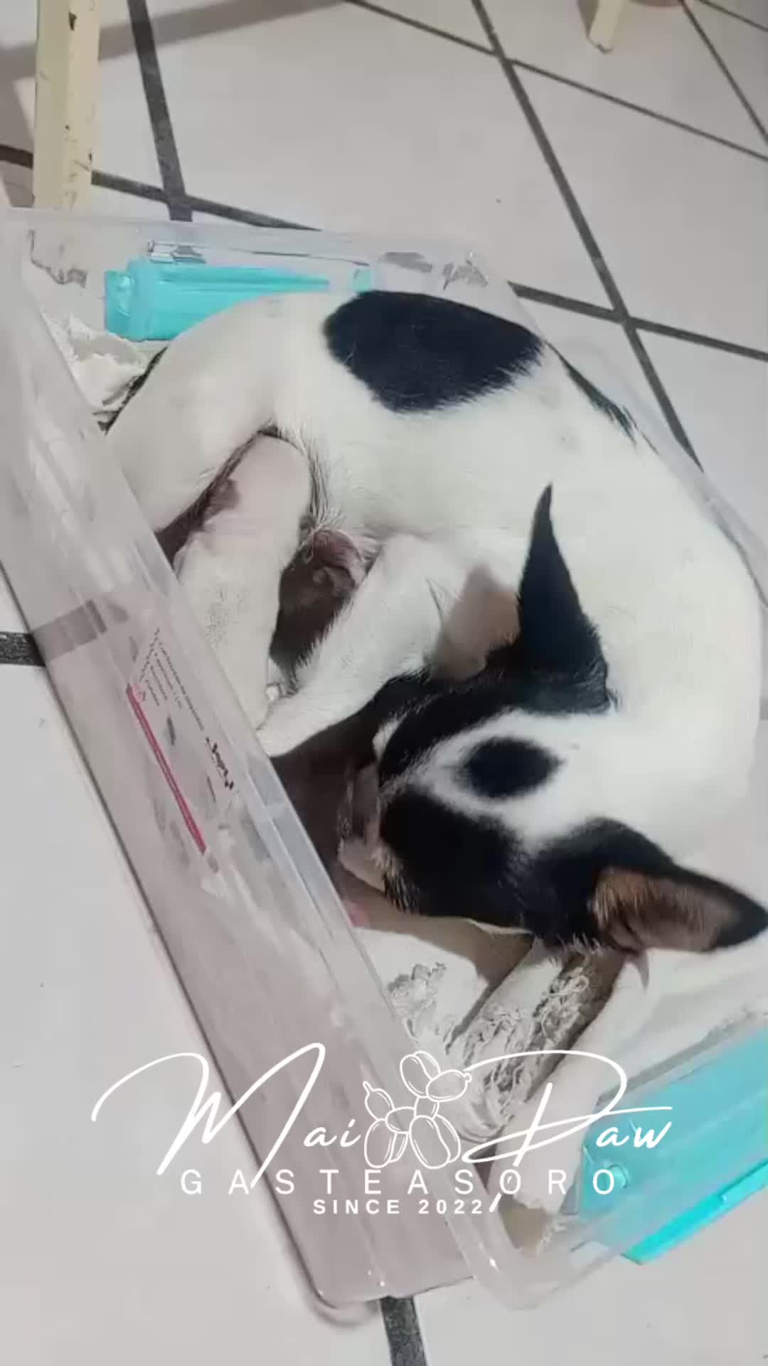 @MaiPaw