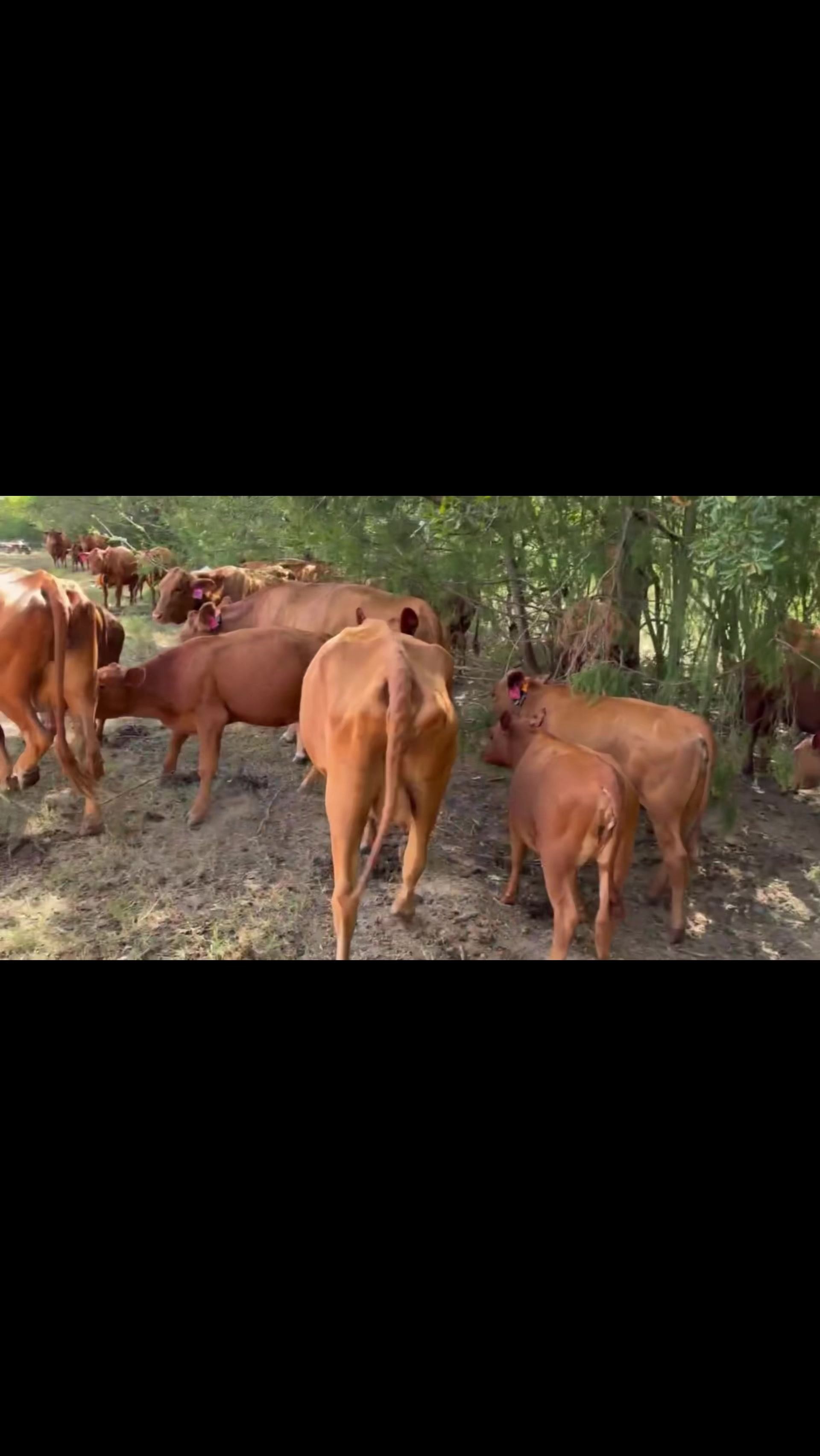 @Flat Rock Cattle Co