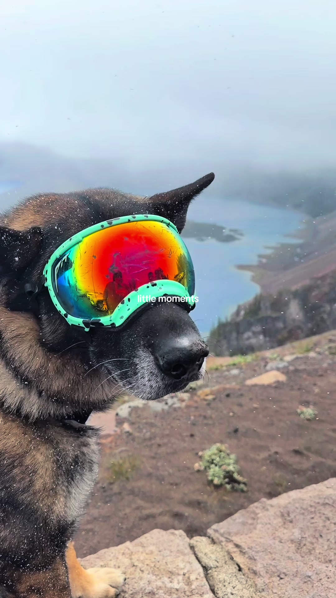 @K9 Arlo