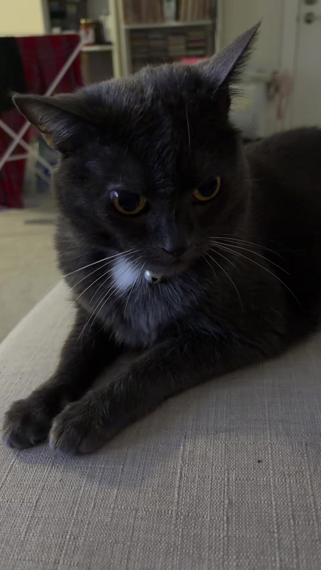 @zeldathecutecat