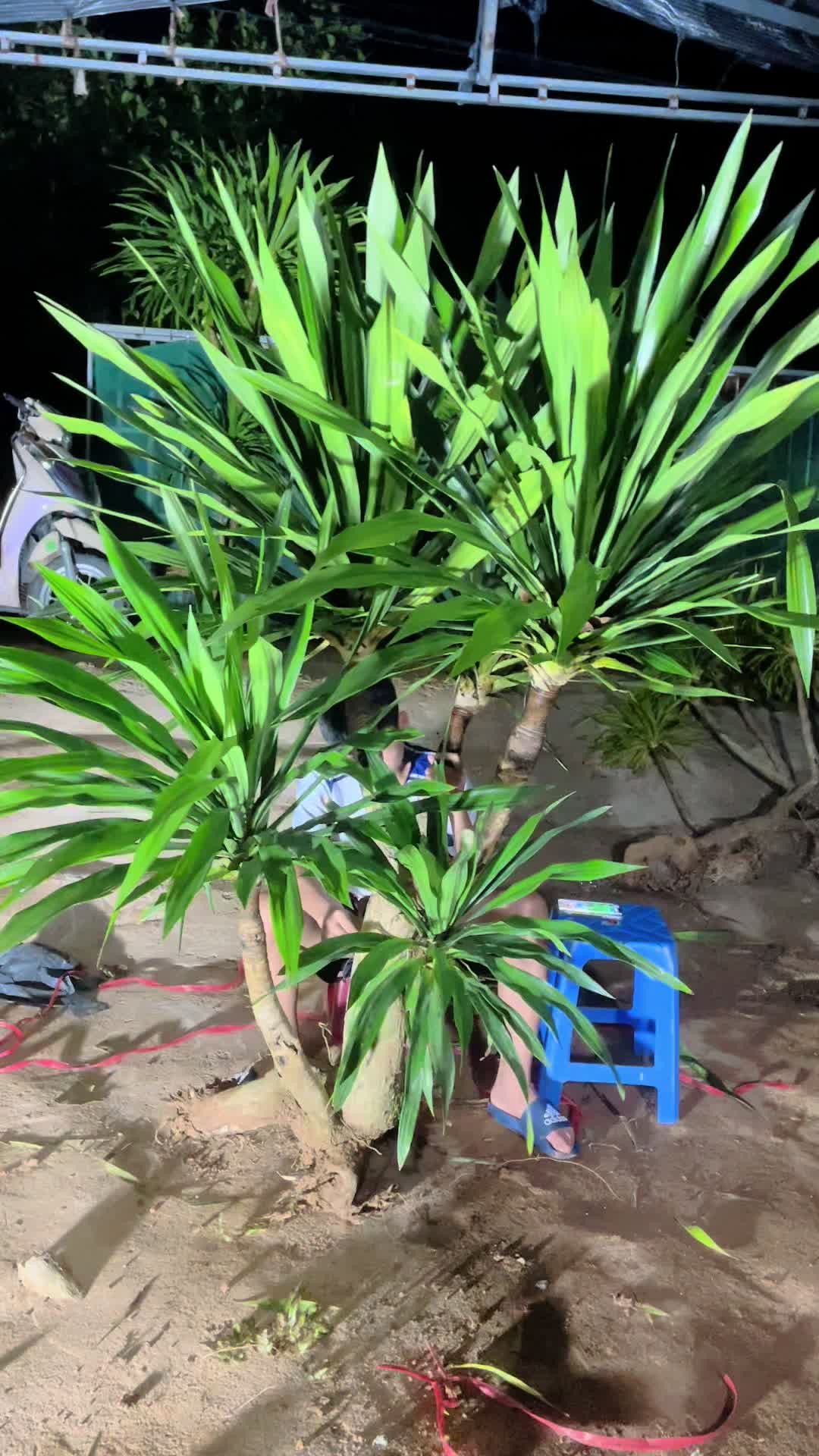@Shop Cây Cảnh Hương Nguyễn