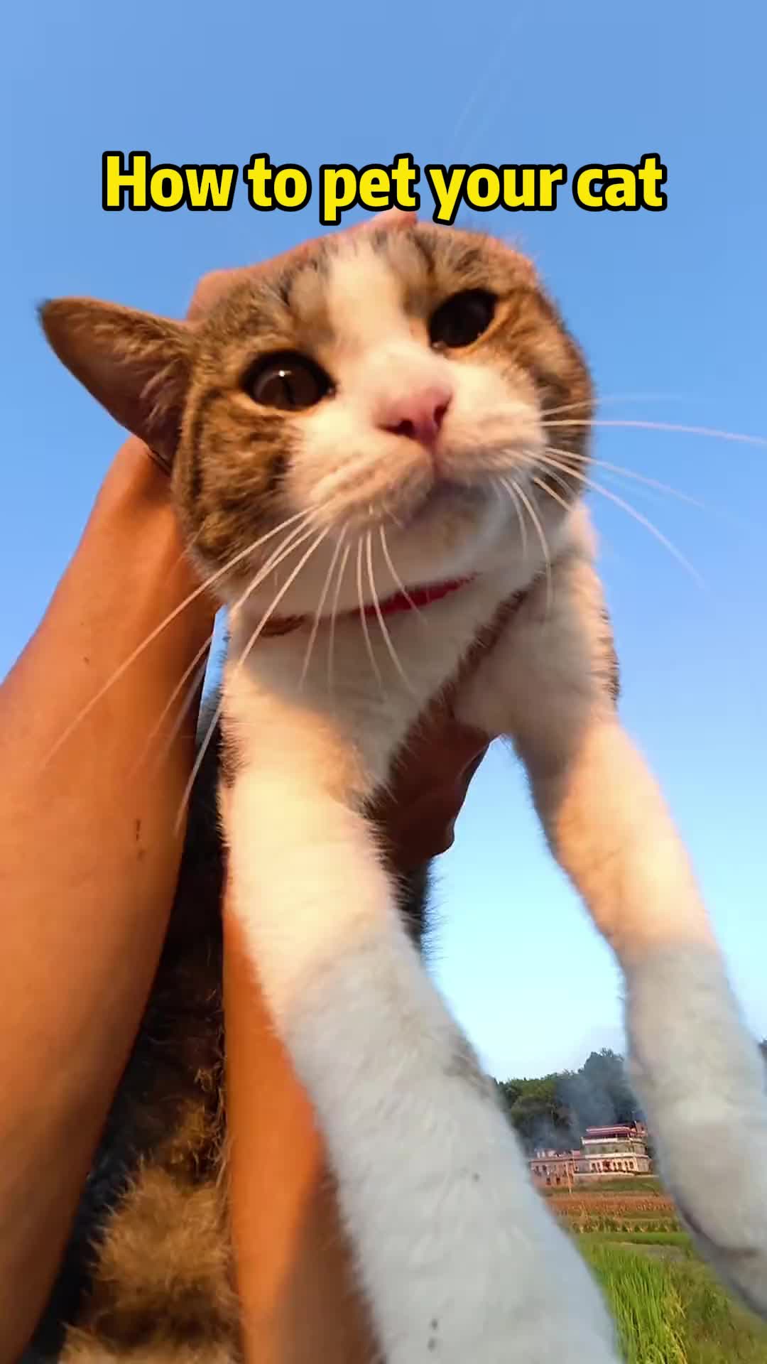 @Stray Cat Talkz