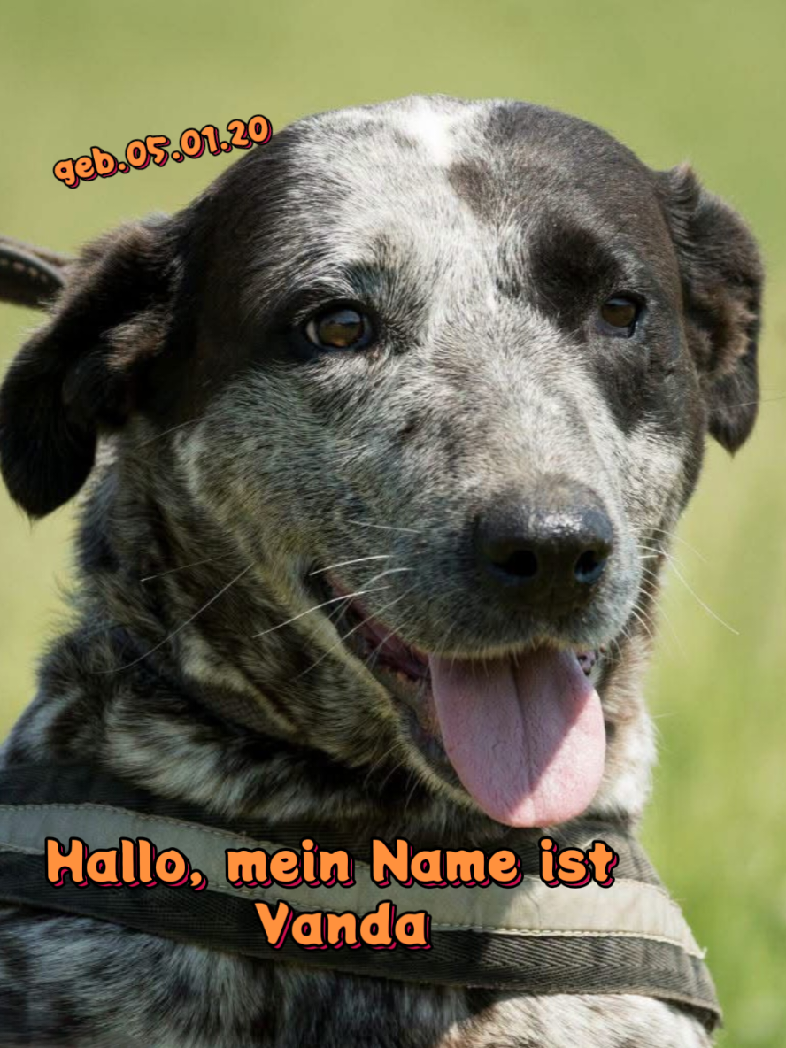 @Hundehilfe Bakony e.V.