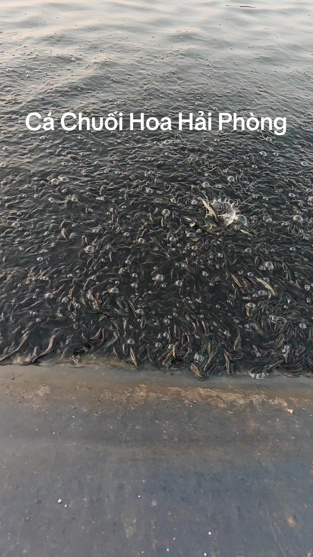 @Con Ghẻ Của TikTok 3
