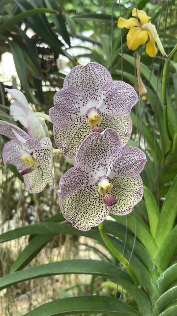 @Anarda Orchids