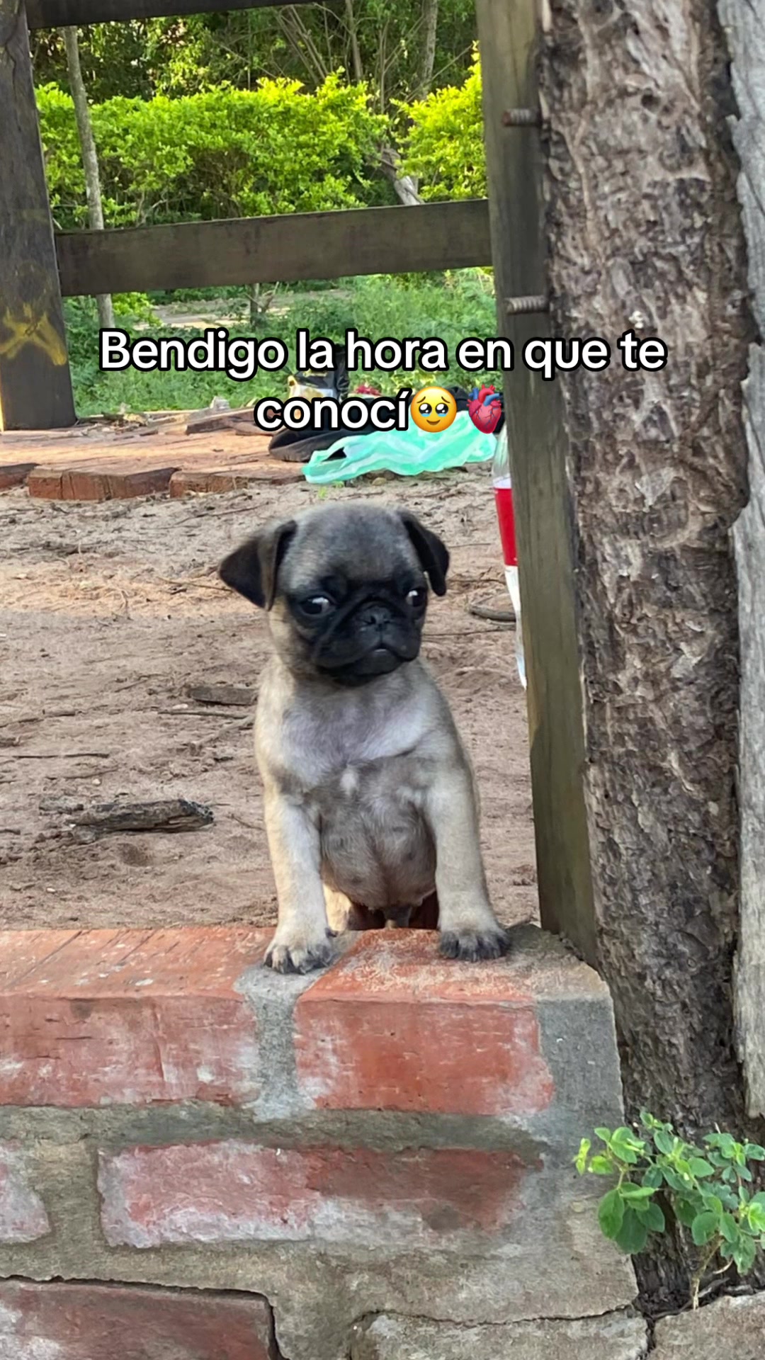@lapipooloficial