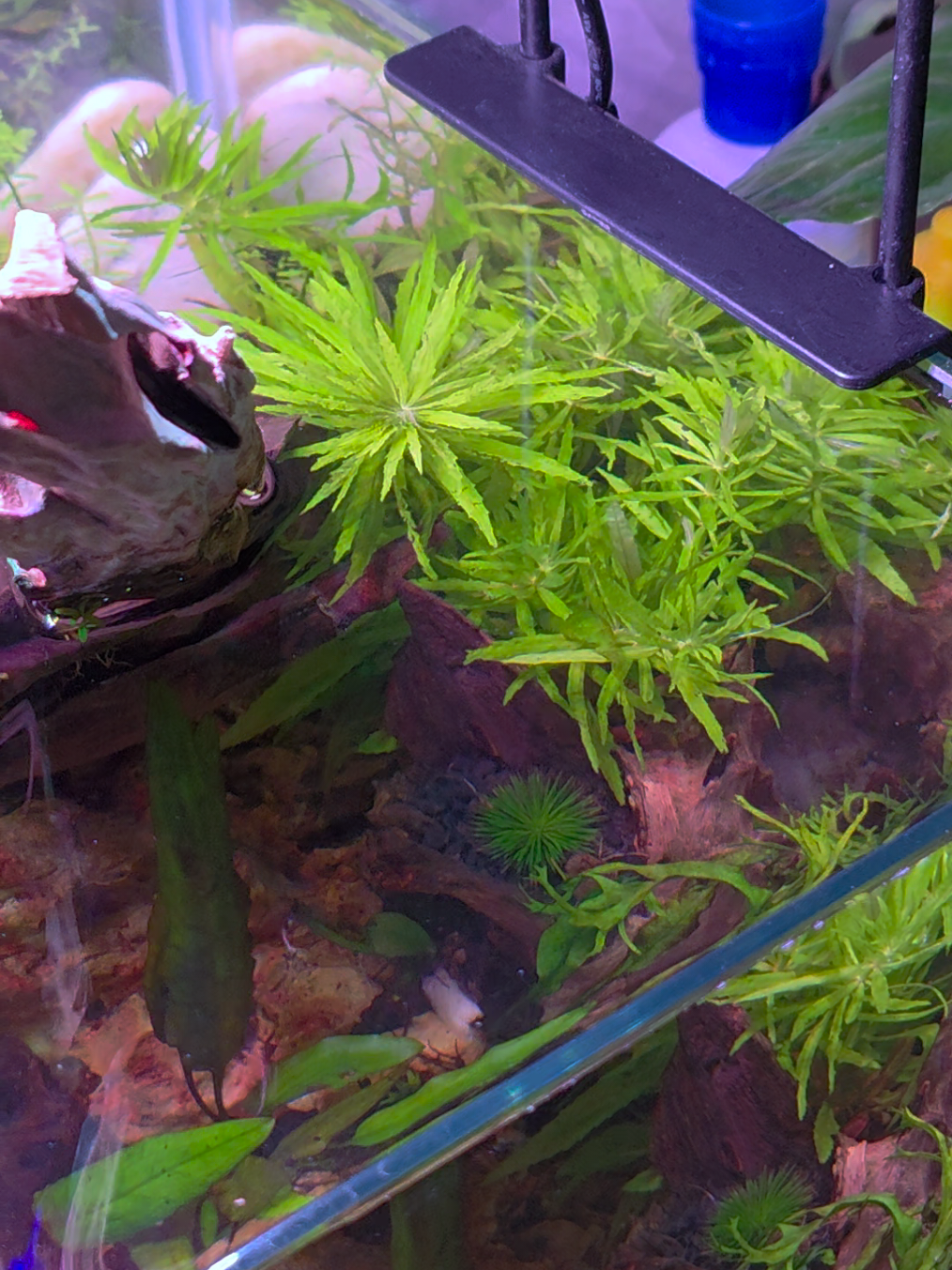 @Ace Aquascape