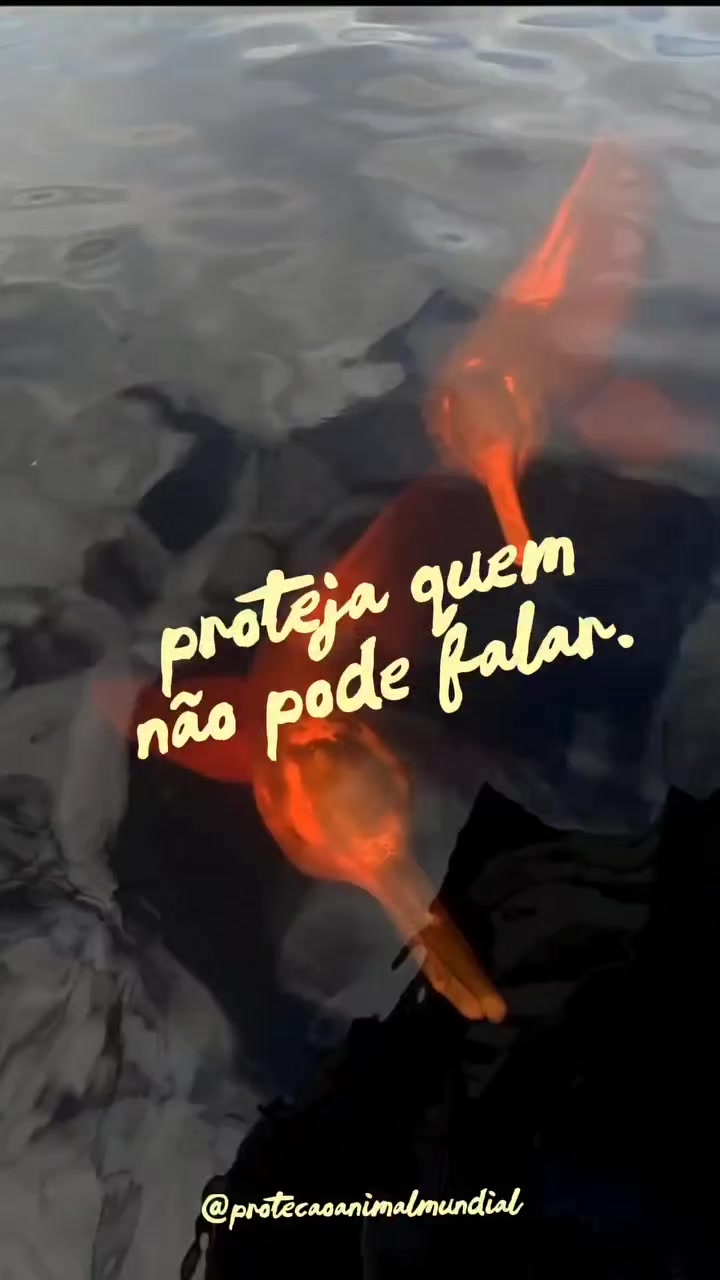 @Monica Helena Lopes