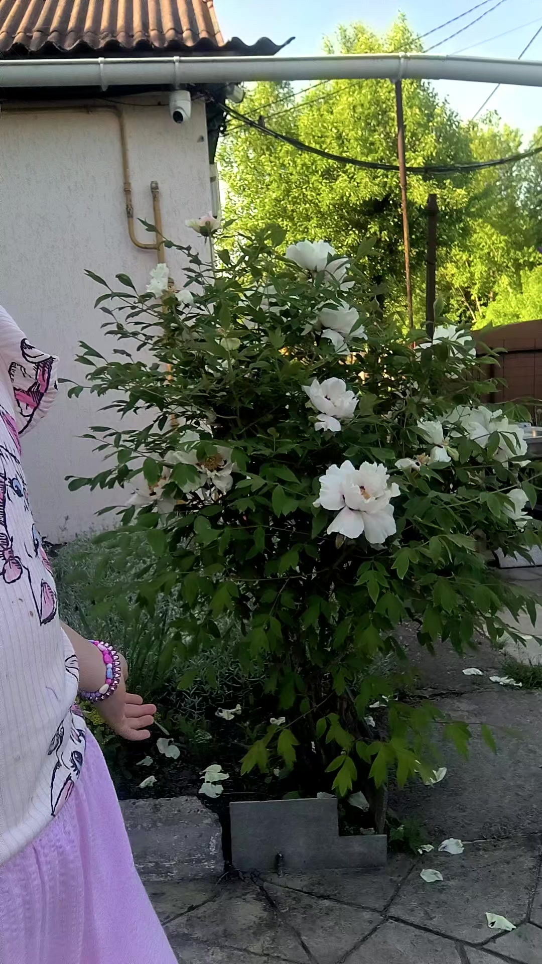 @Ілонеса