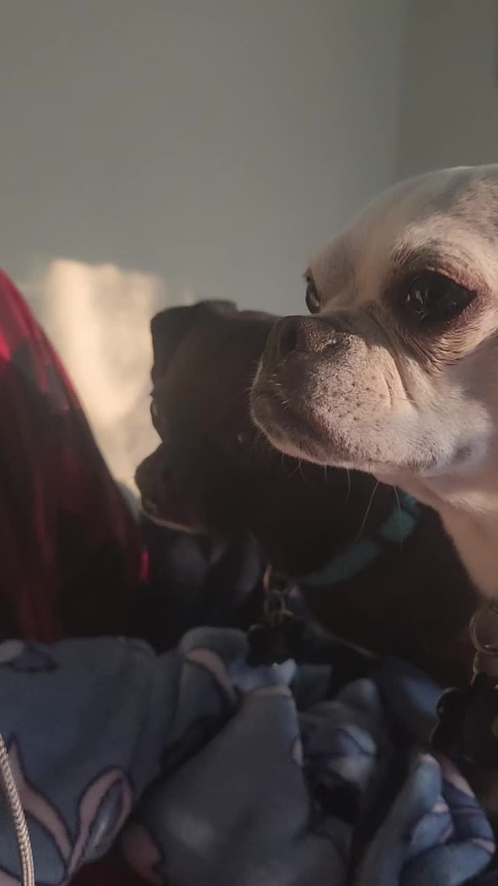@chihuahuaxlovers