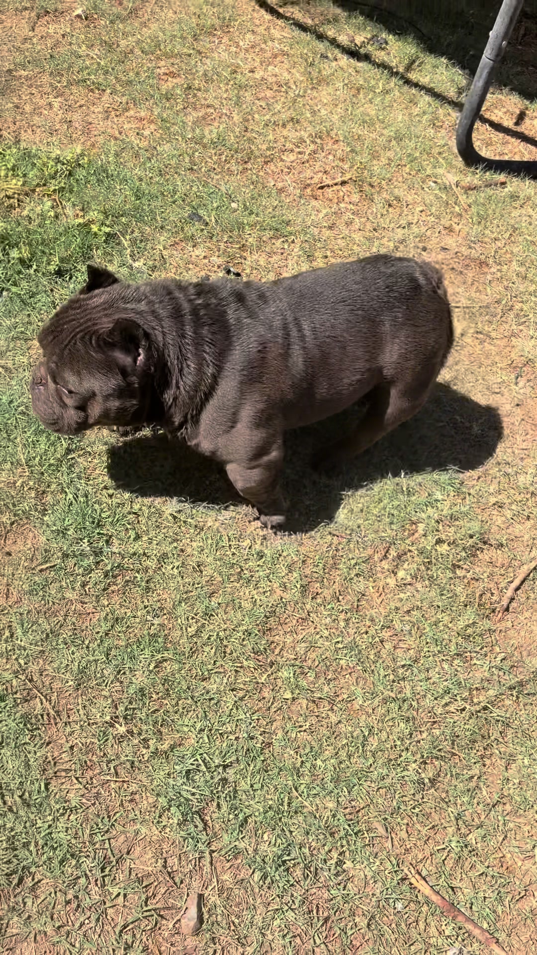 @Boxcitybullys