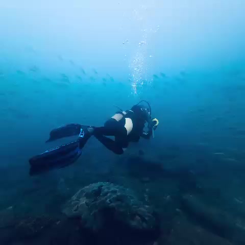@Papamanyota dive centre kenya