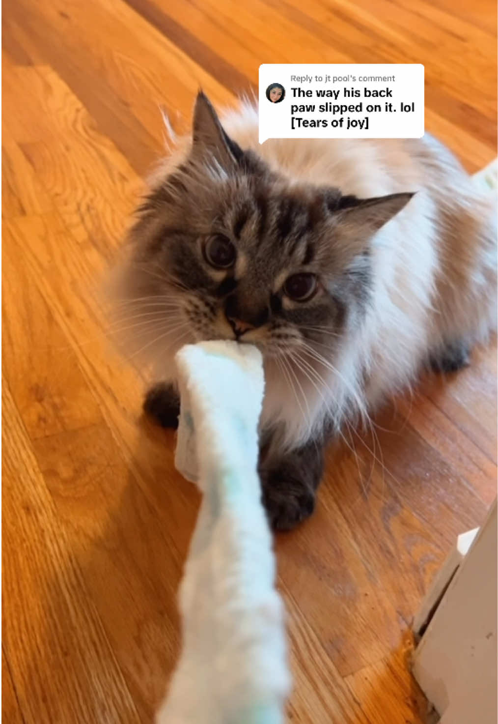 @My Cat Is People 🇨🇦