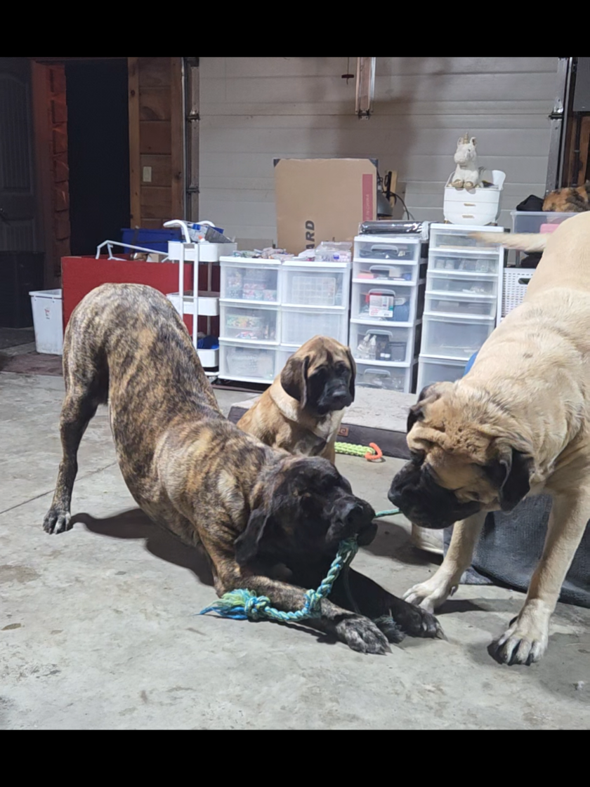 @Maple Mastiffs
