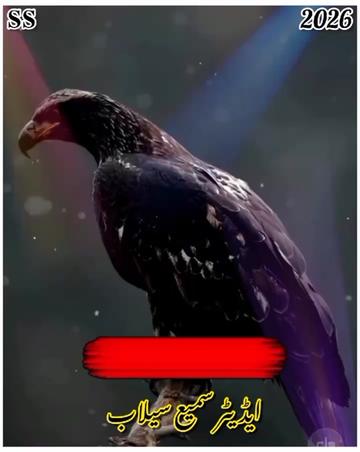 @꧁༺𝐬𝐚𝐦𝐢 𝐬𝐞𝐥𝐚𝐛༻꧂