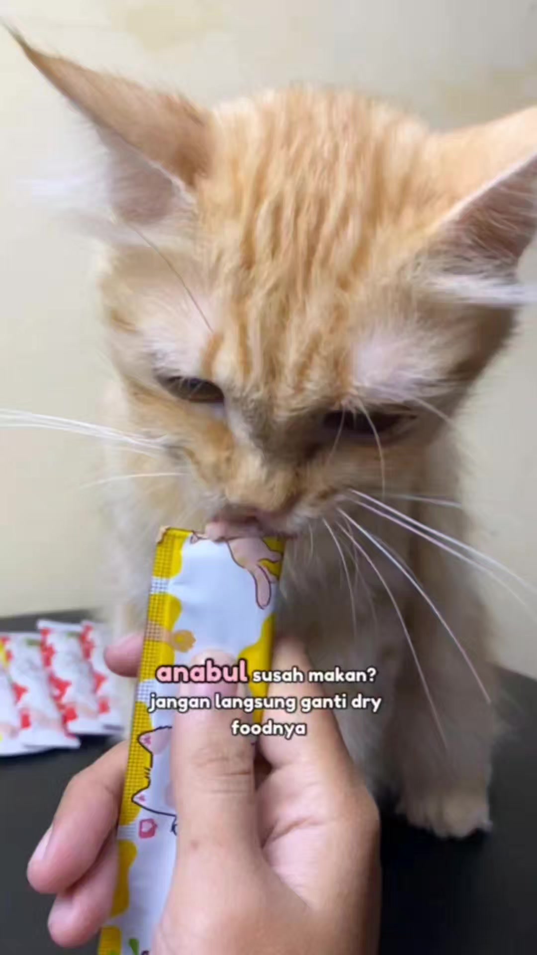 @TamaGo Pet