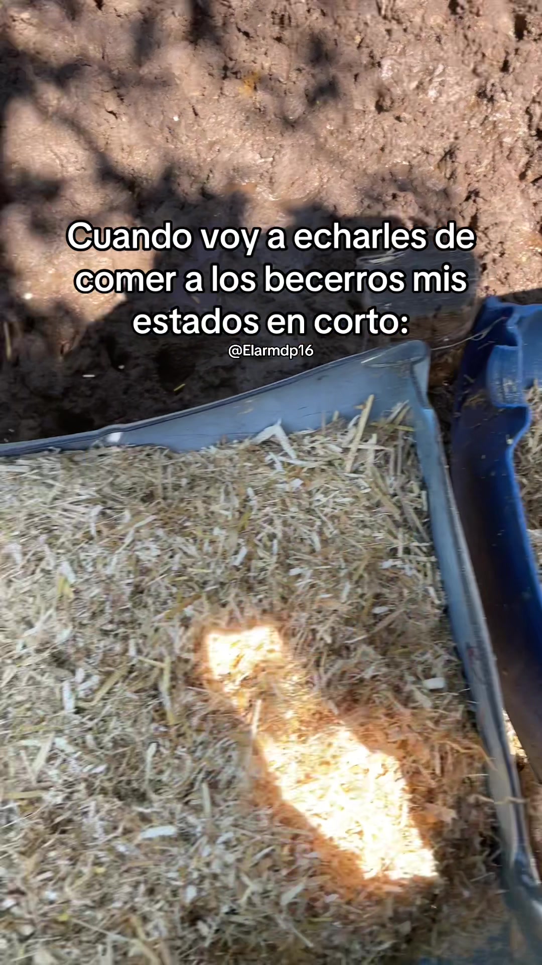 @Elarmdp16