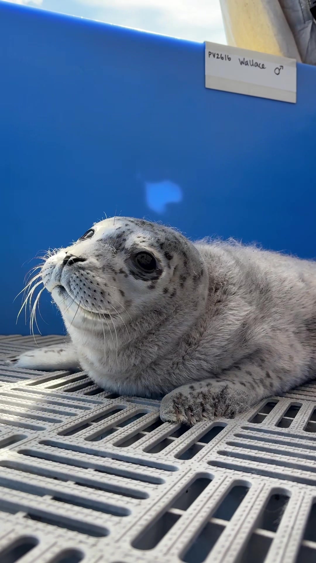 @Marine Mammal Rescue Society