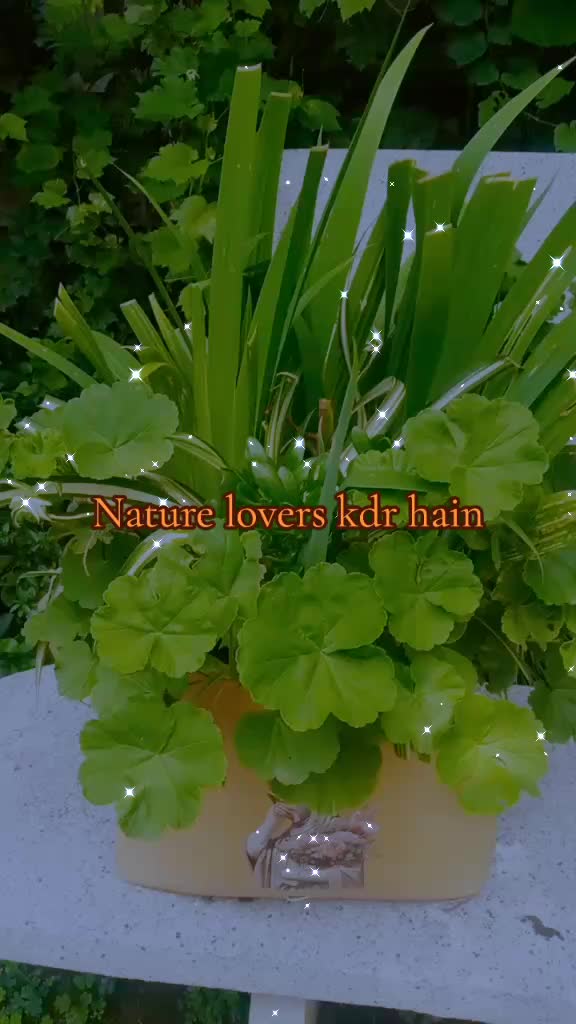 @Rj.Dr shafaq kazmi (Official)