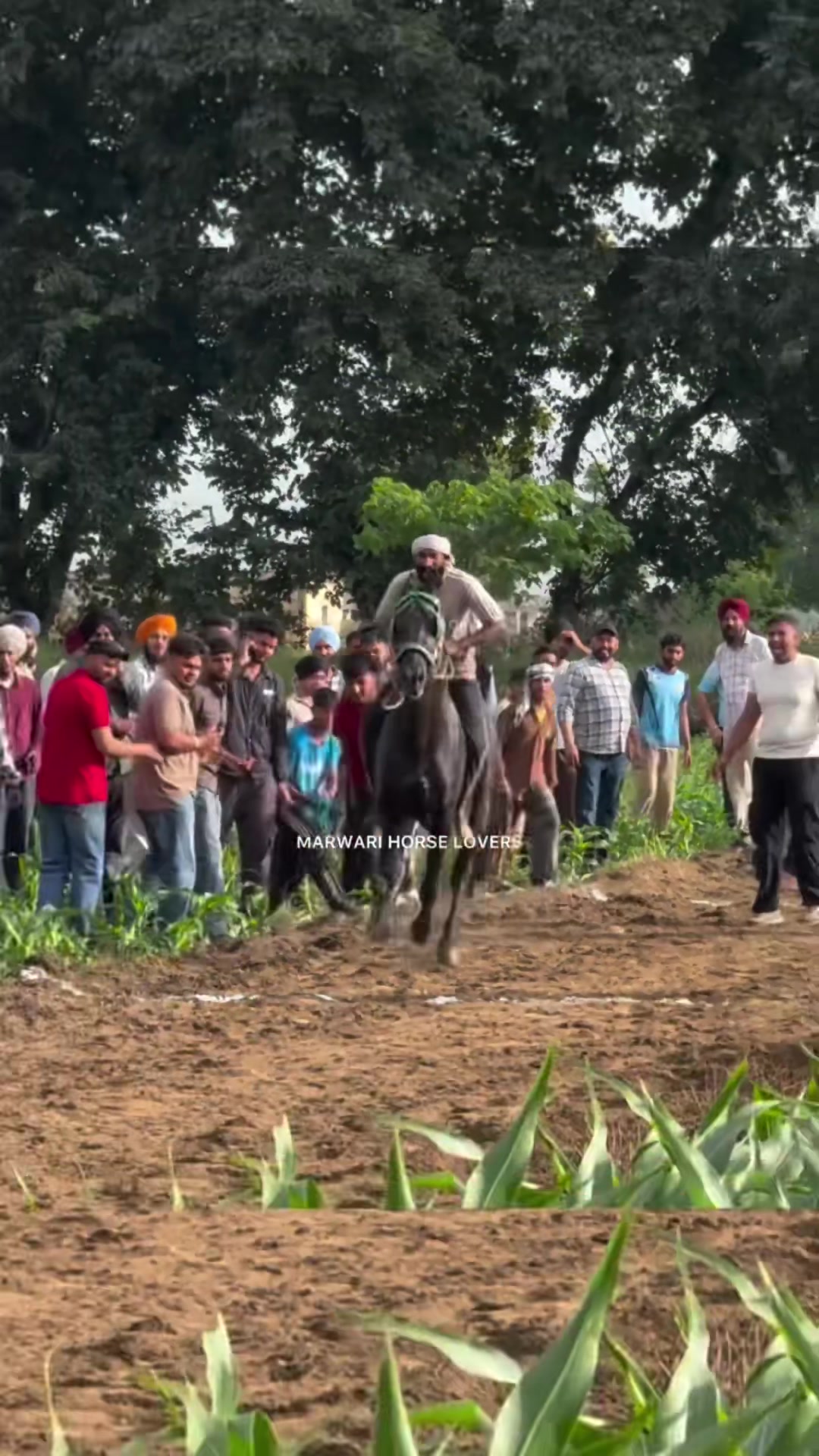 @🏇 MARWARI HORSE RACING 🏇