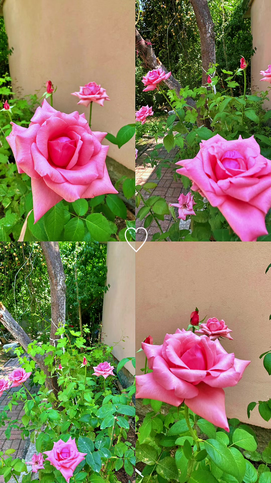 @nazodan_esintiler