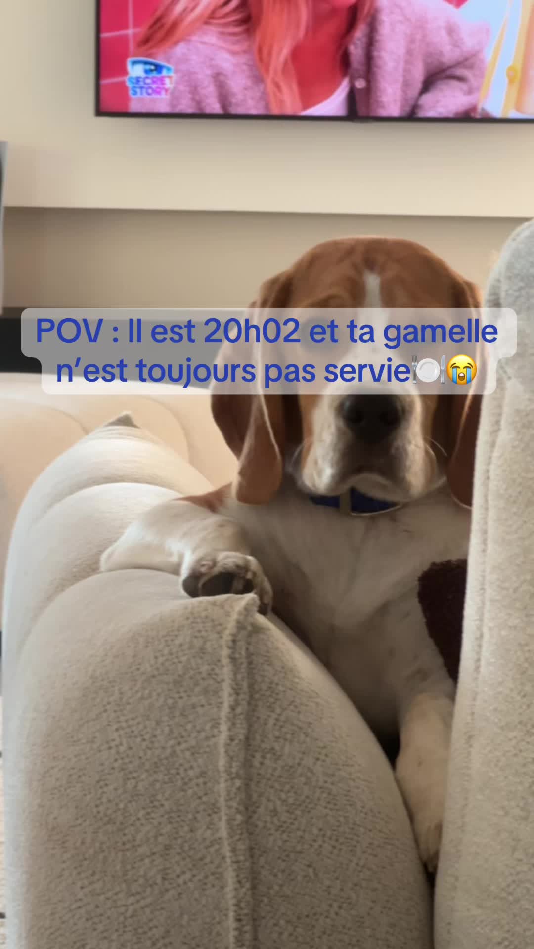 @Asko le Beagle💙