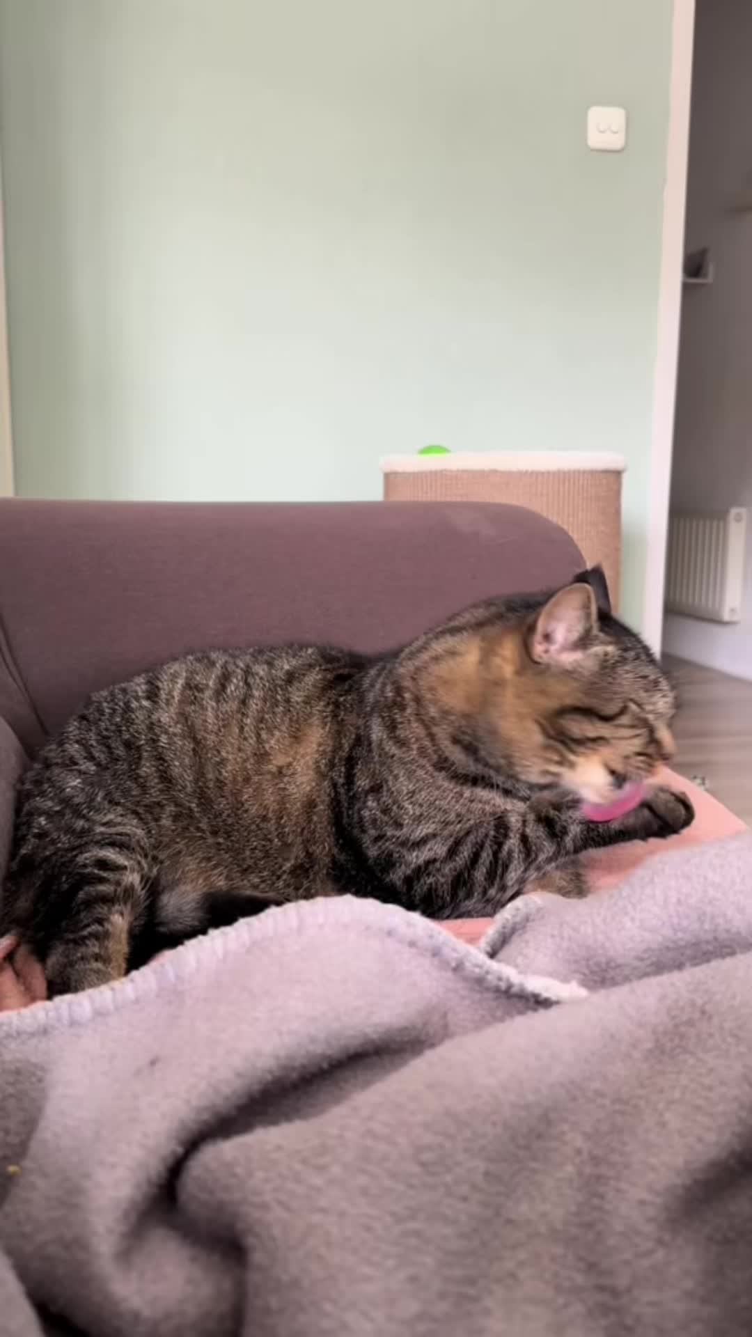 @Joep_the_ rescuecat