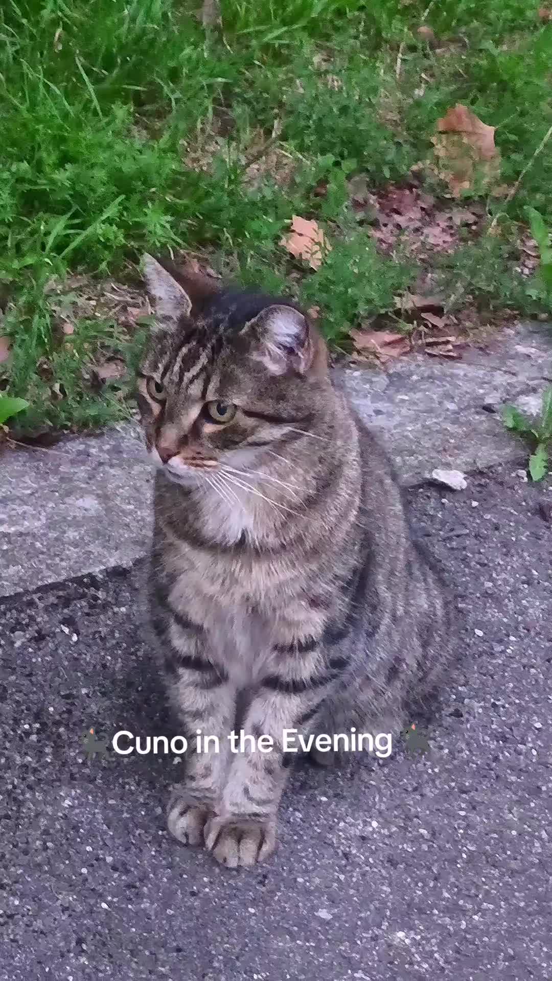@Leyla