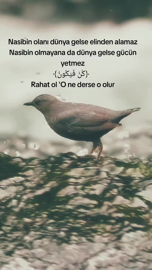 @꧁★✯͜͡ ᴇʟɪ̇ғ✯͜͡★꧂