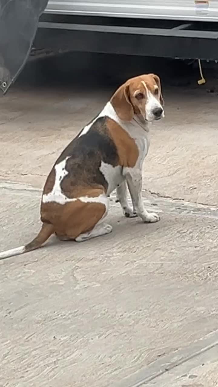 @Adventures of sky the beagle