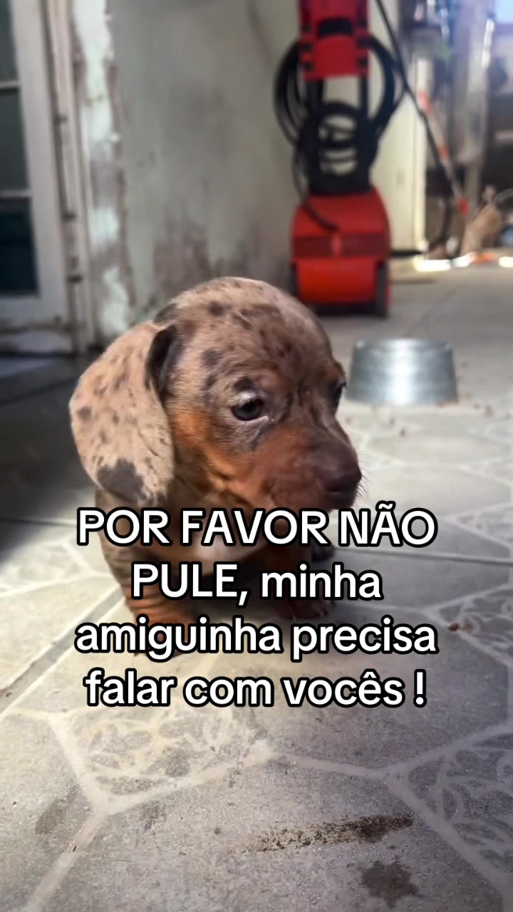 @Ajude a Lola