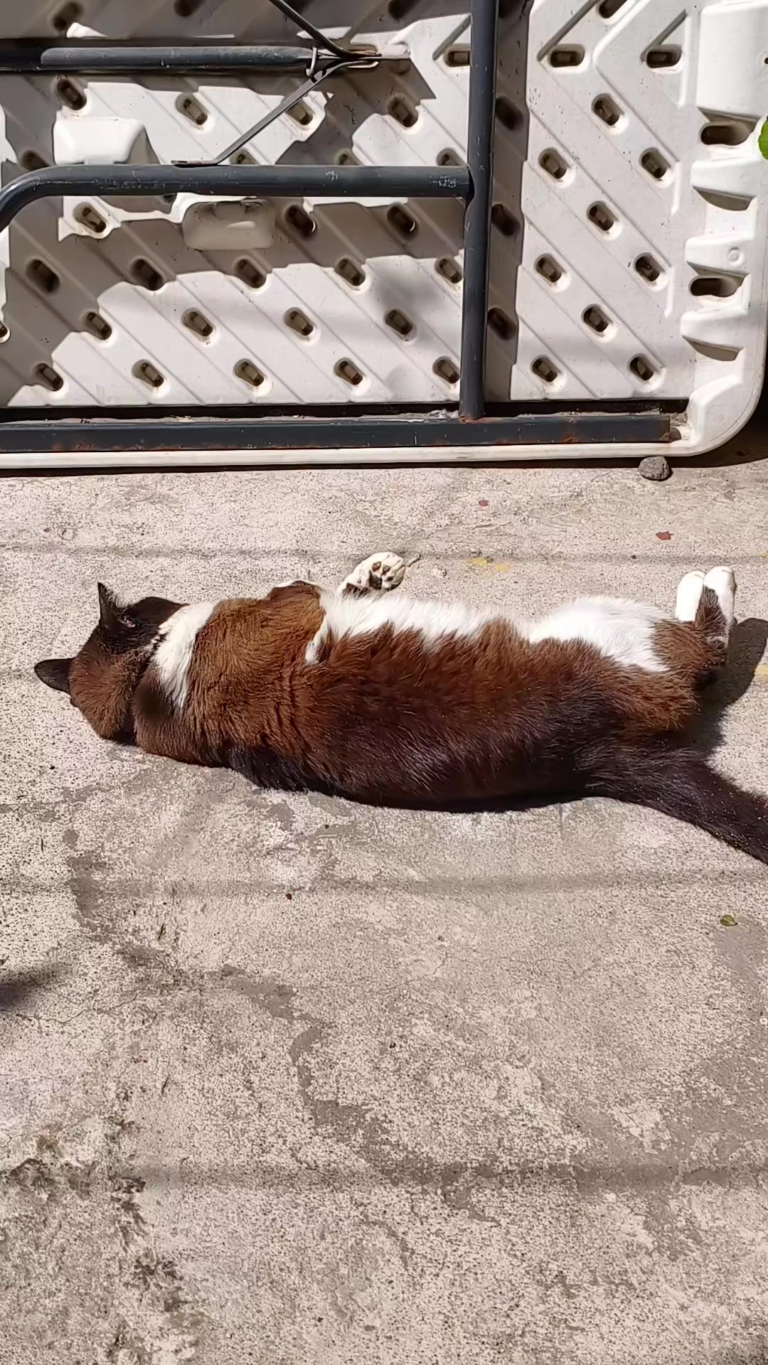 @CutiesCat House
