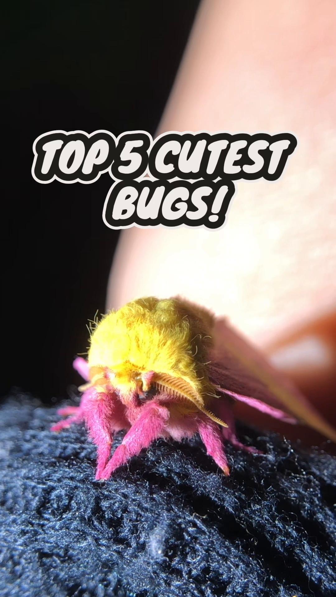 @DoctorBugz