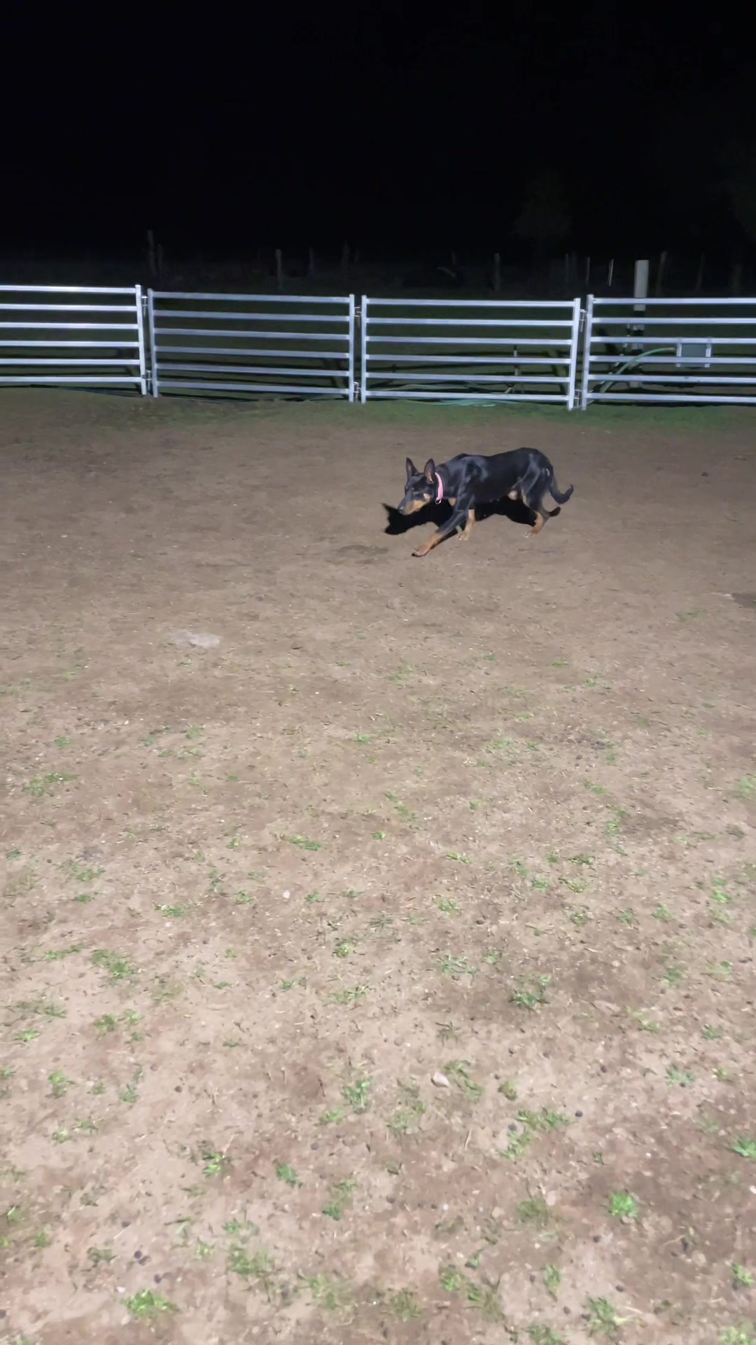 @SouthernDreamin Kelpie stud