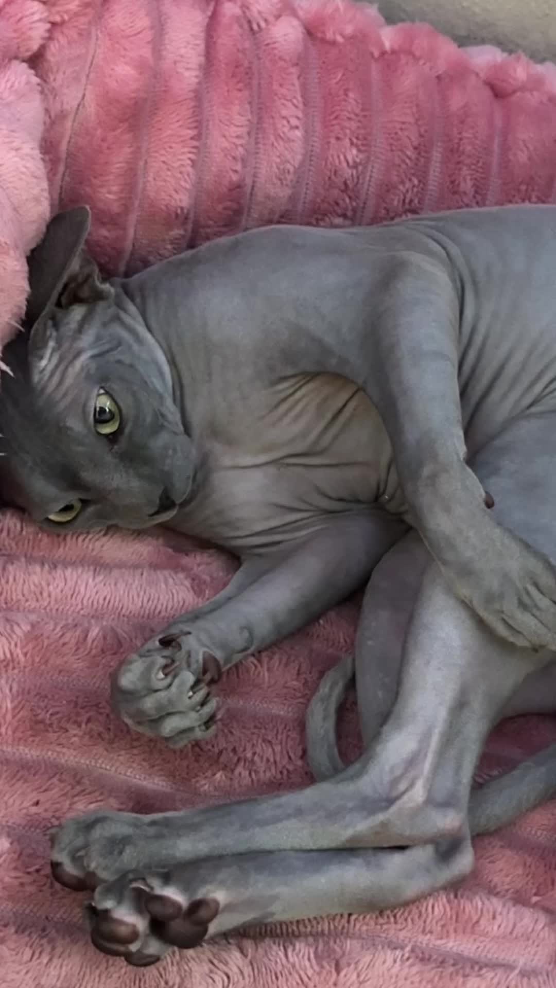 @BomboCats