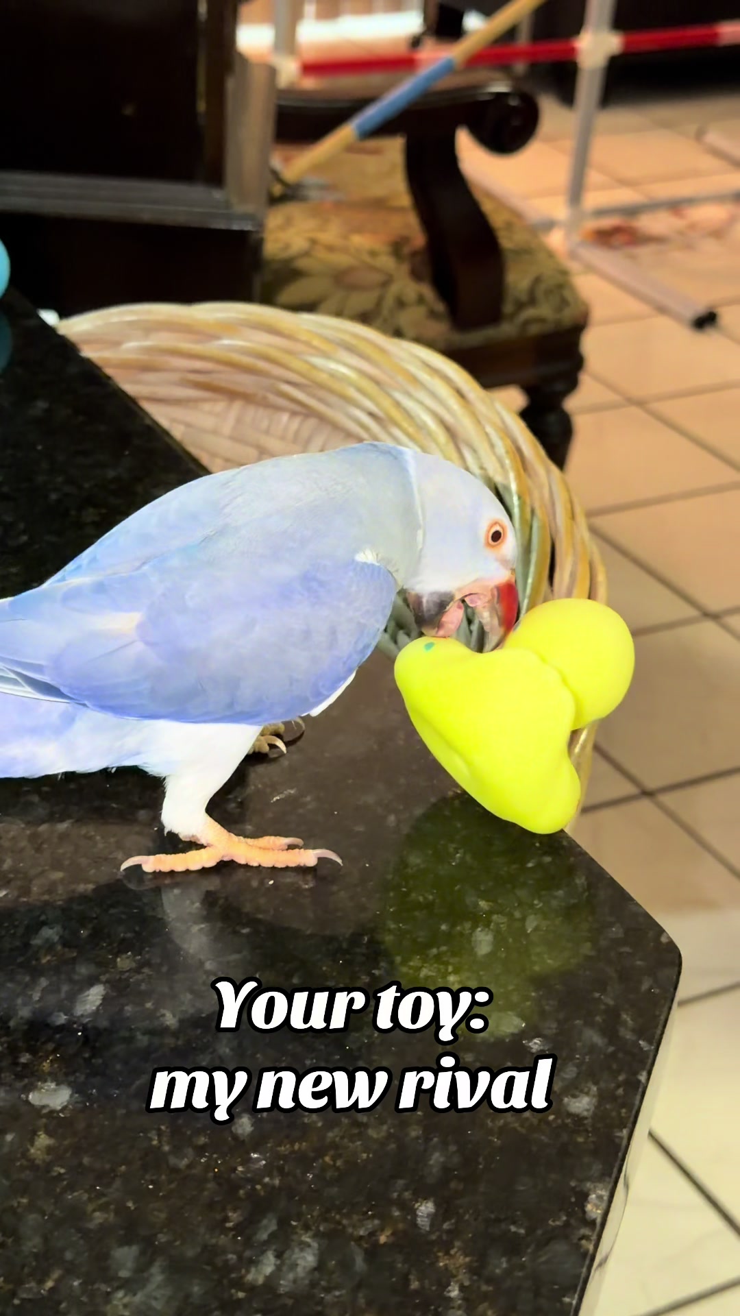 @Yamy levy