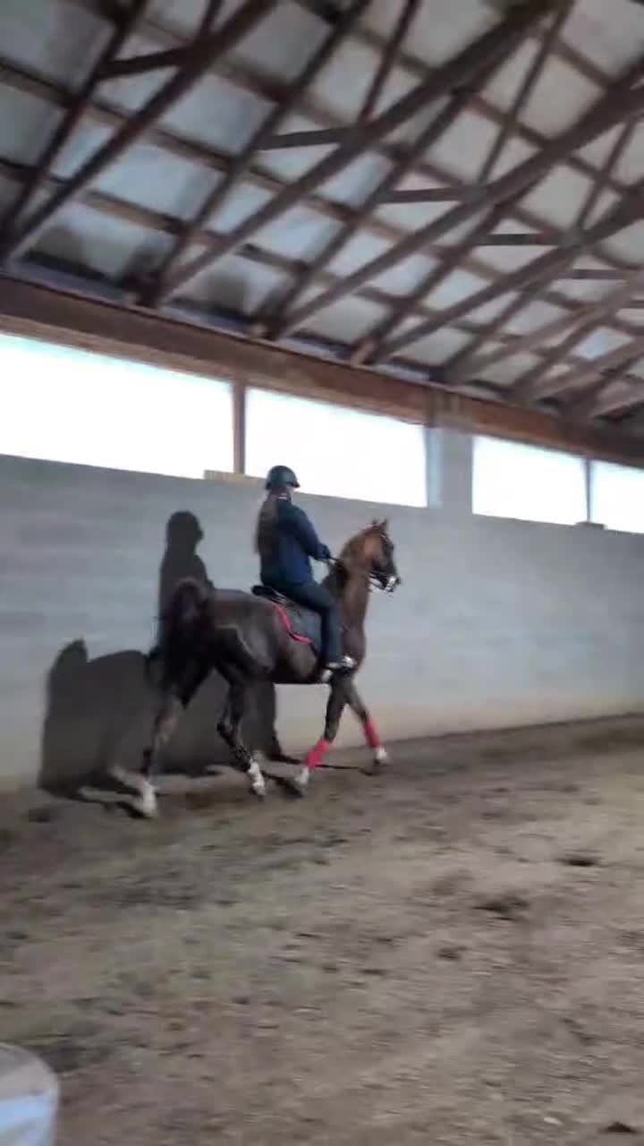 @saddleseat_4life