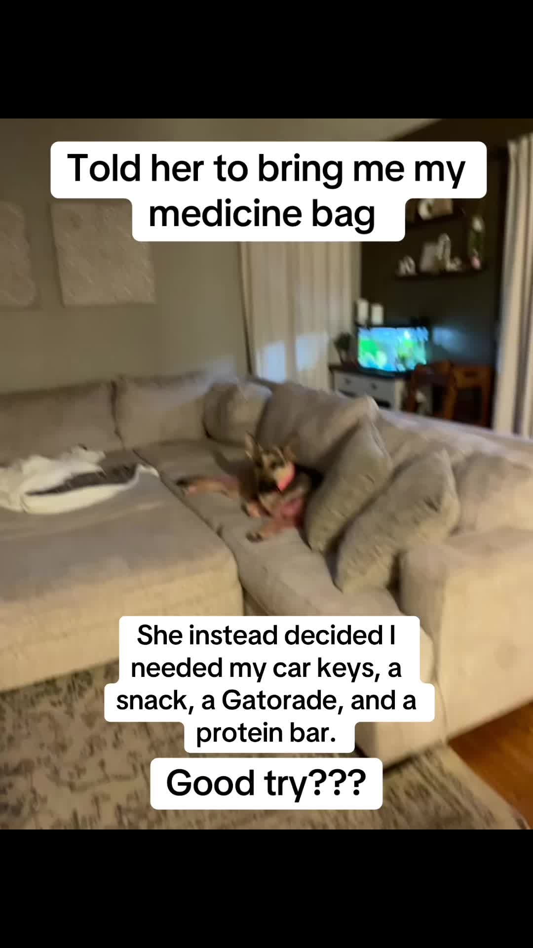 @duchesstheworkingdog