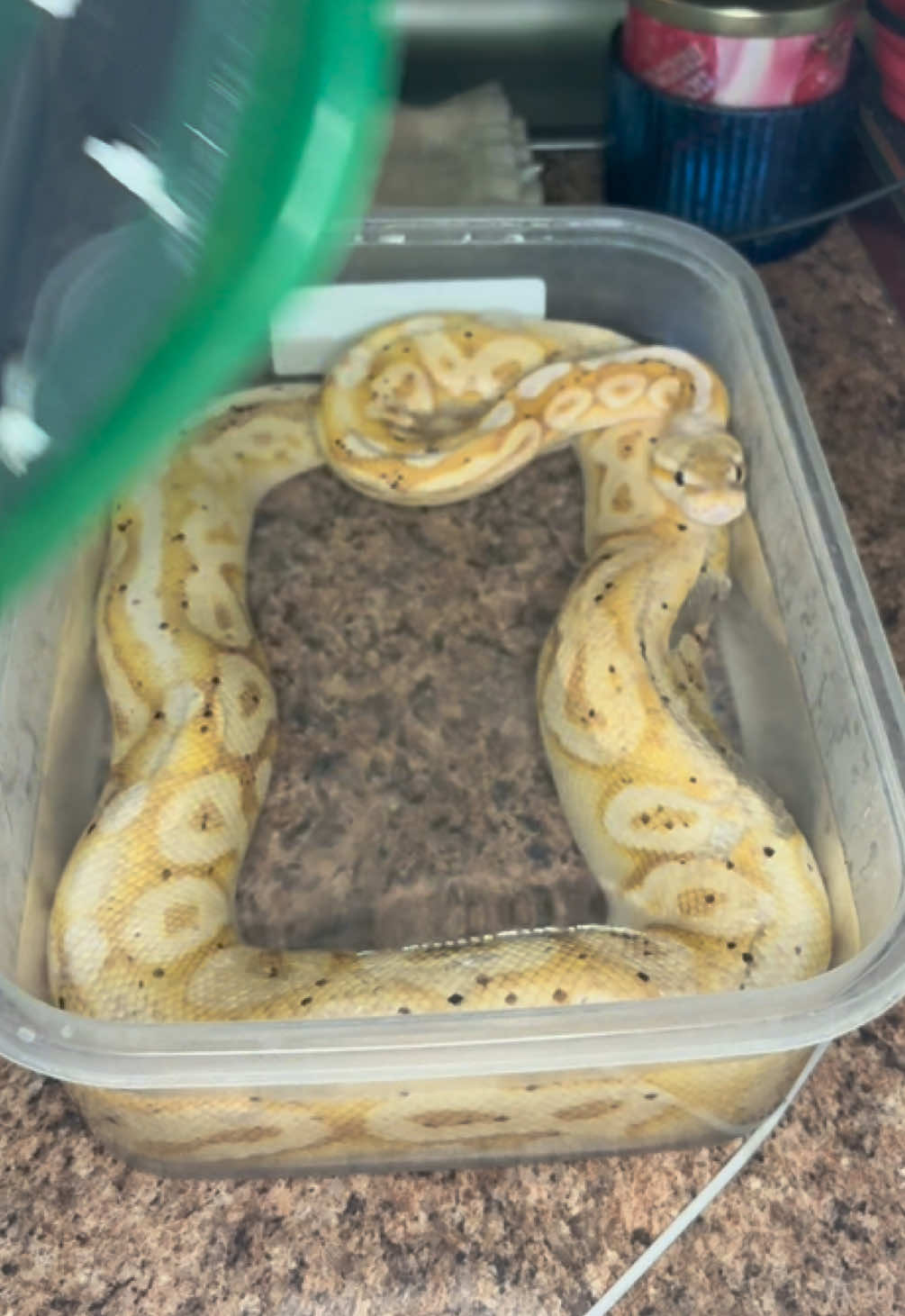 @🐍 Derricks Reptiles 🐍