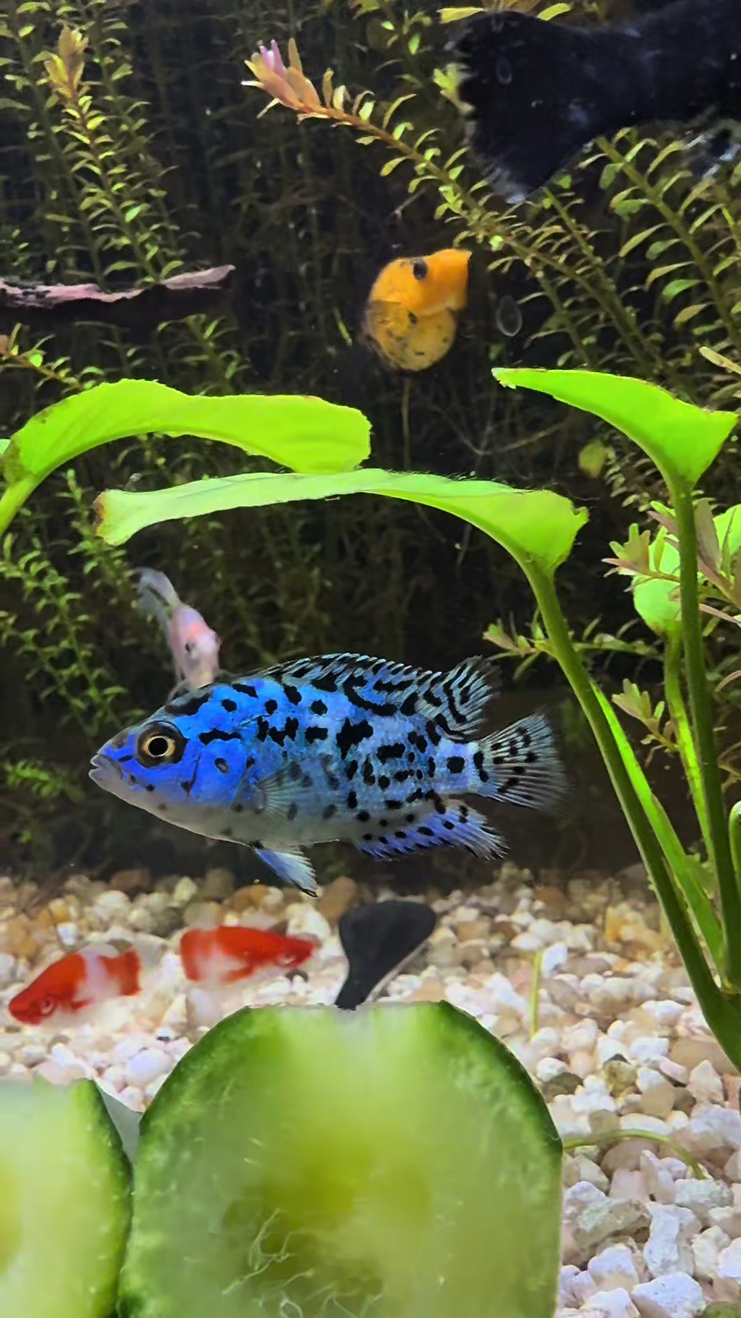 @Cichlid Adventures