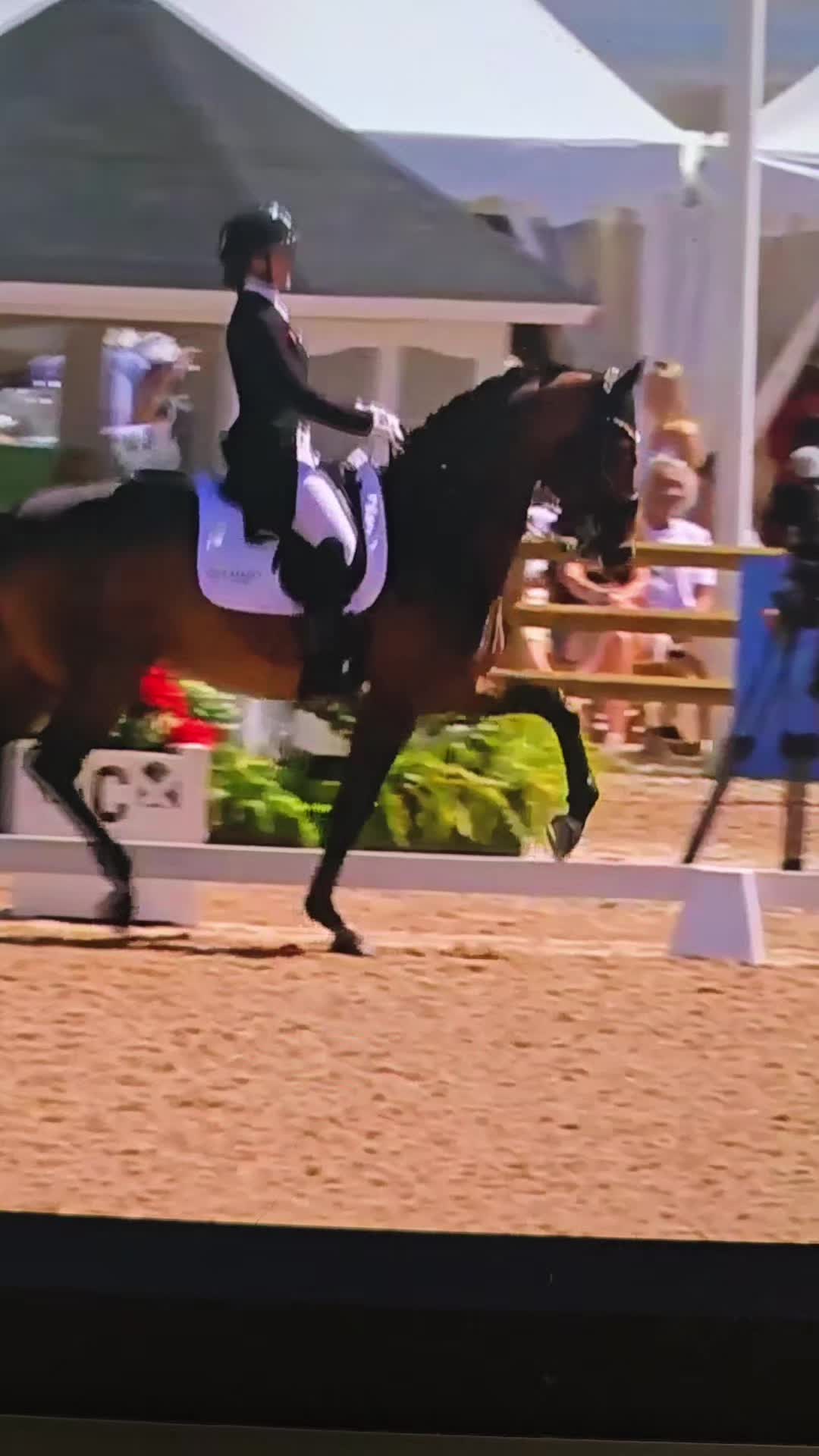@DressageHub