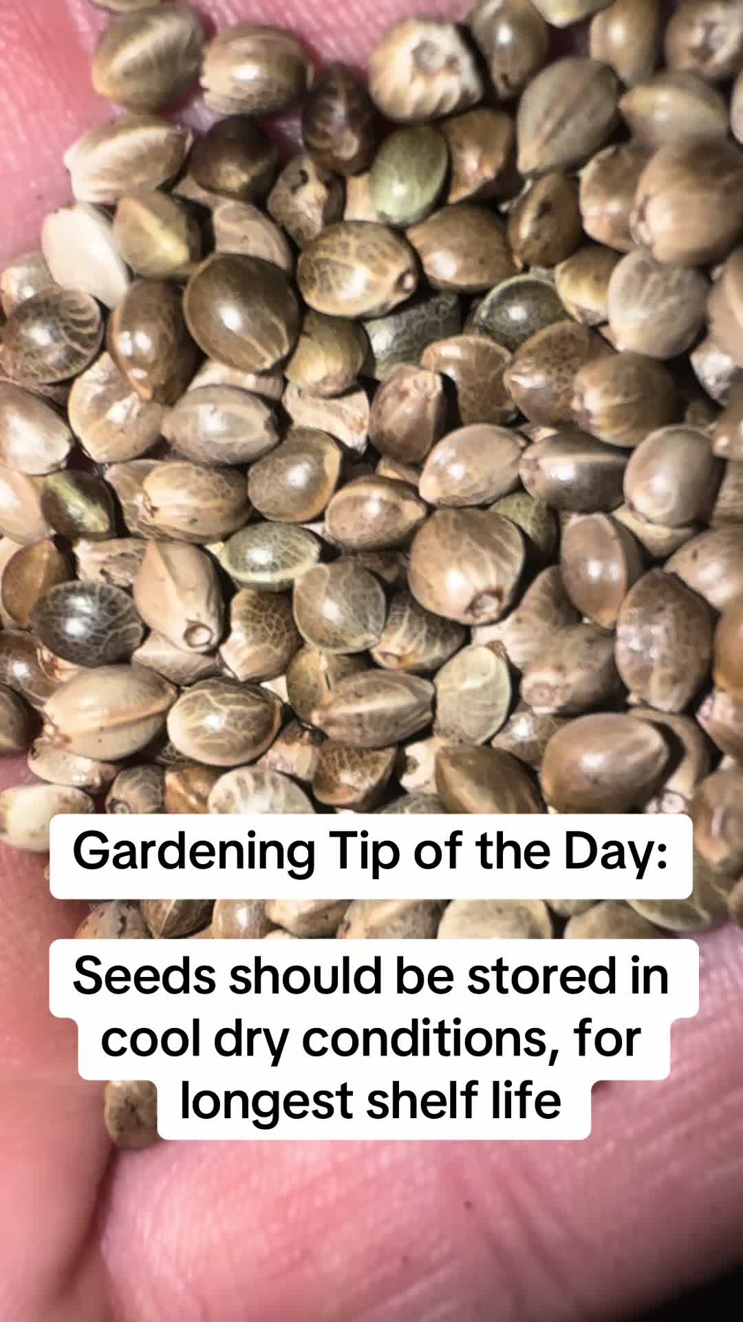 @SEEDTIVA