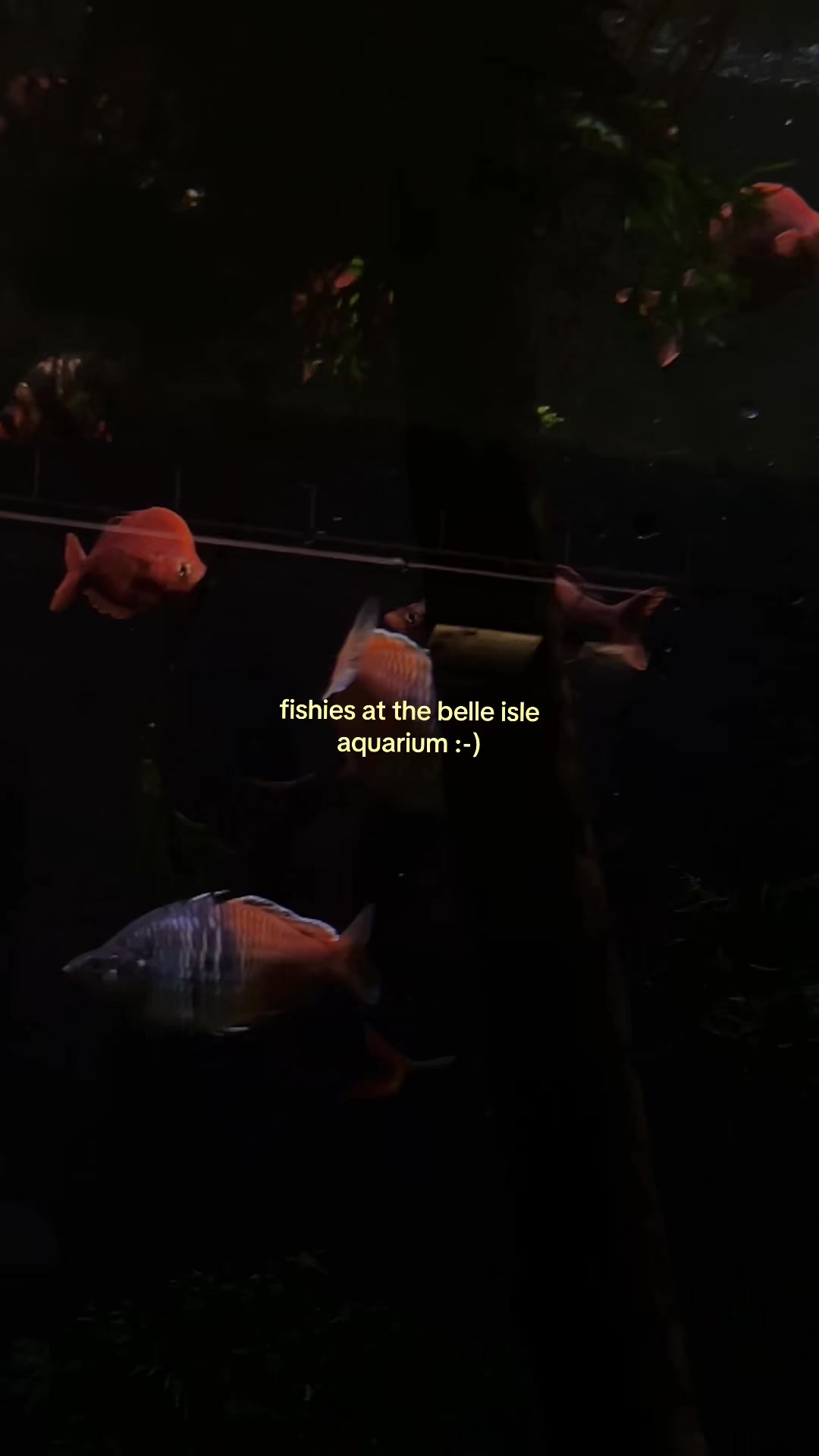 @linds