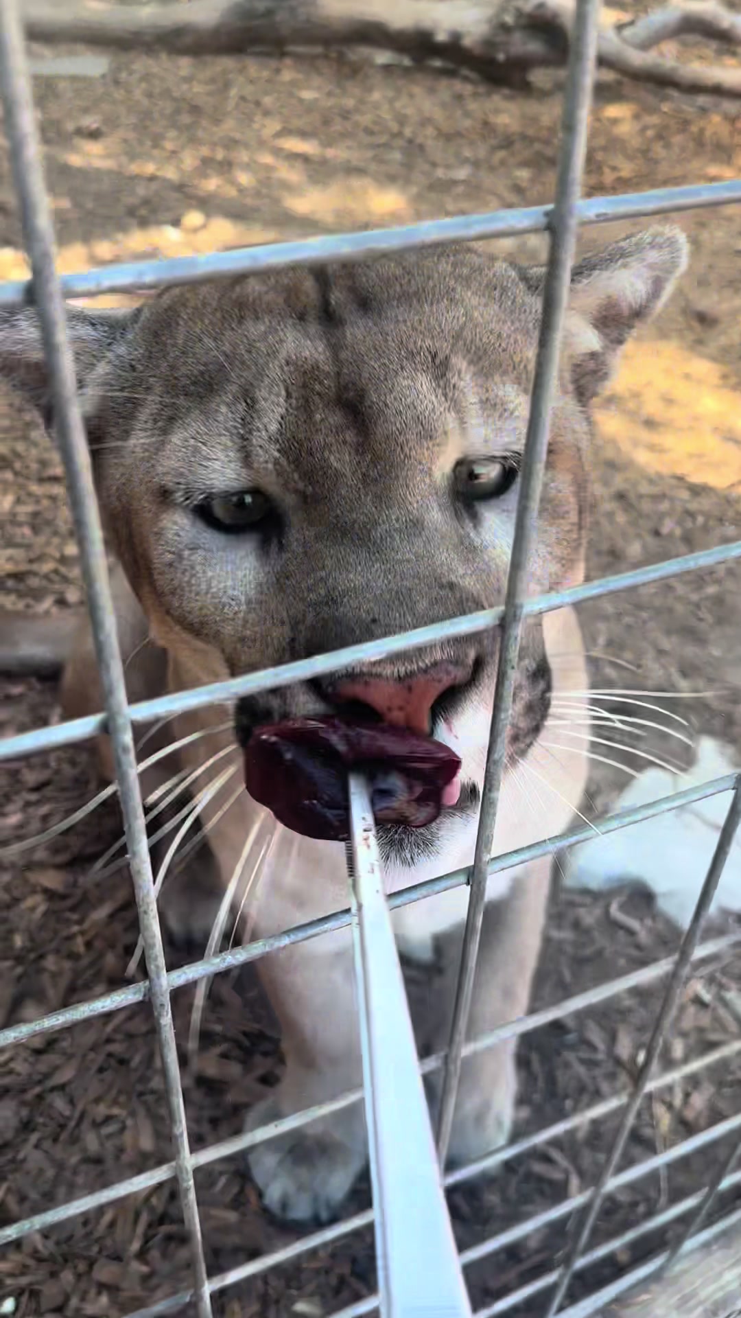 @Texas Wildlife Park