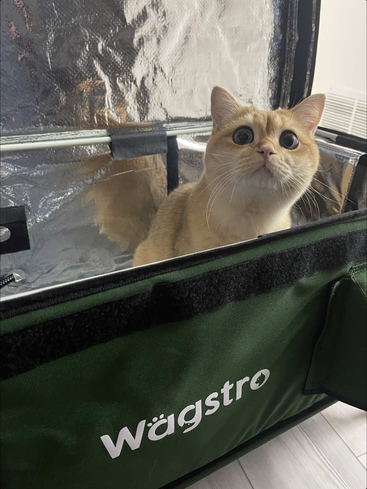 @tessie_cat_and_bert
