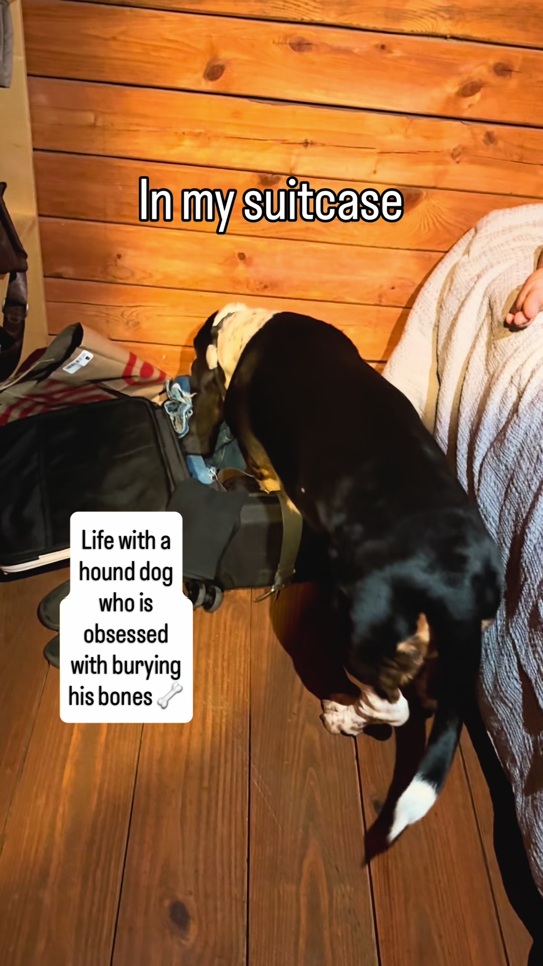 @Hudson & Rudy 🐾 Basset bros