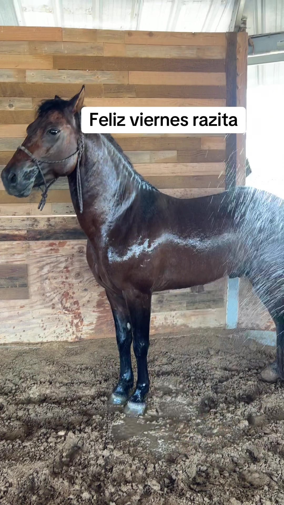 @Ranchoelnaturalito