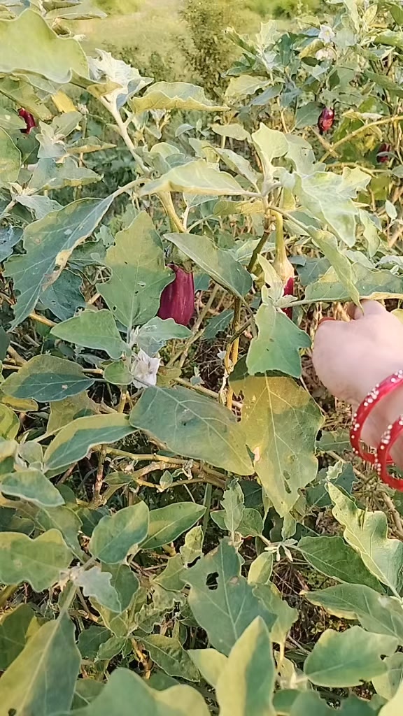 @Anjani Thakur🌻🌻