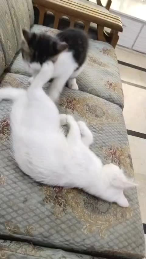 @Mr. AK008